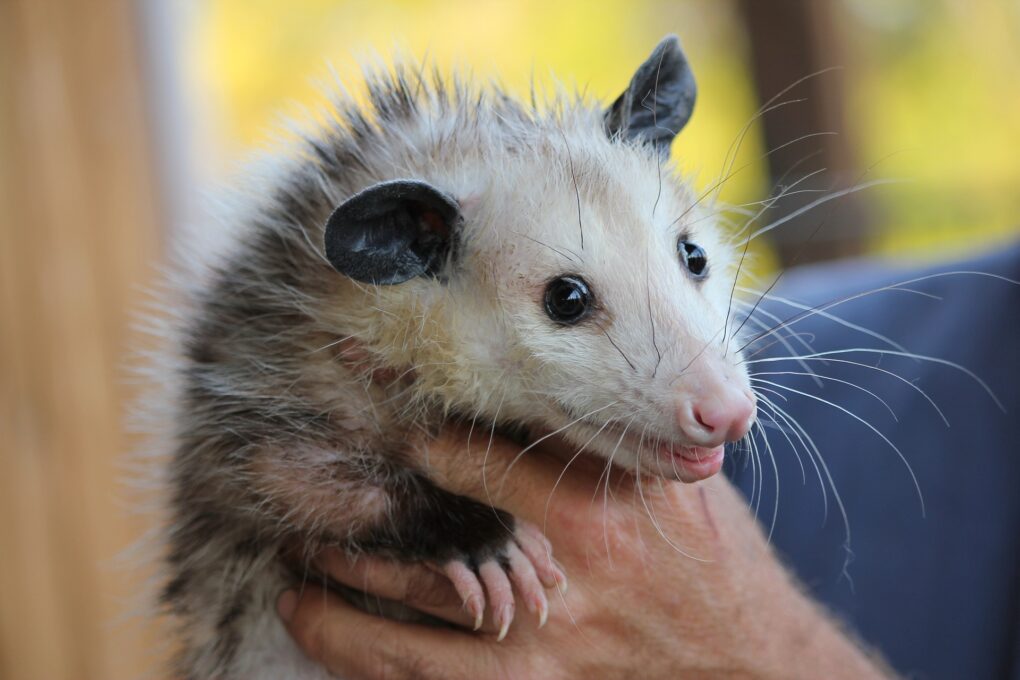 Steps of Effective Possum Removal - Social Actions